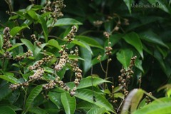 Vitex altissima